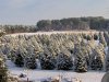 coleman-s-christmas-tree-farm