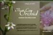 thai-lao-orchid