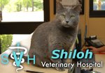shiloh-veterinary-hospital