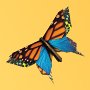 butterflies-and-plants---partners-in-evolution