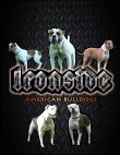 ironside-american-bulldogs