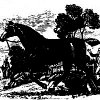 rhiannon-equestrian