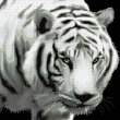 white-tiger-designz