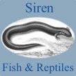 siren-fish-and-reptiles