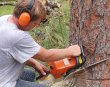 tree-service-experts-pasadena-md