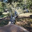 belinda-buie-s-lumberjack-tree-service-stump-removal-llc