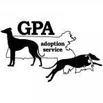 greyhound-pets-of-america-massachusetts