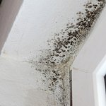 dry-ease-mold-removal-nyc
