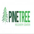 pine-tree-recovery