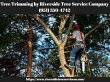riverside-tree-service-company