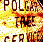 polgar-tree-service-removal-llc