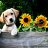 sunflower-veterinary-service