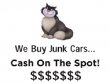 junk-car-cat-miami