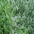 proturf-artificial-grass-solution