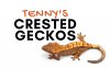 tenny-s-crested-geckos