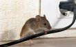 indianapolis-pest-control-solutions