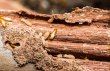 pest-control-experts-of-cedar-park