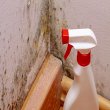 mold-experts-of-cary