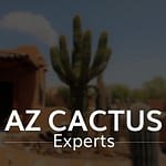 cactus-disease-treatment