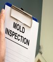 pine-tree-mold-inspections