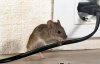 queen-city-of-the-cumberlands-pest-control