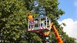 everglades-county-tree-services