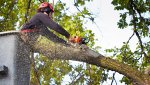 opportunity-center-tree-removal-co