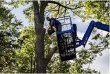 fredericksburg-tree-service