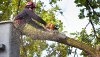 little-chicago-tree-removal-co