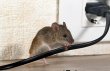 indy-pest-control-solutions