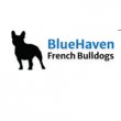 bluehaven-french-bulldogs