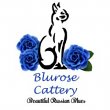 blu-rose-cattery