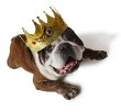 king-pup