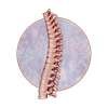 spine-care-and-rehabilitation