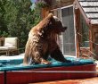 bear-dance-spas