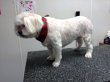 best-in-show-professional-pet-grooming
