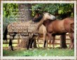 horse-wisdom-equine-coaching-and-reiki